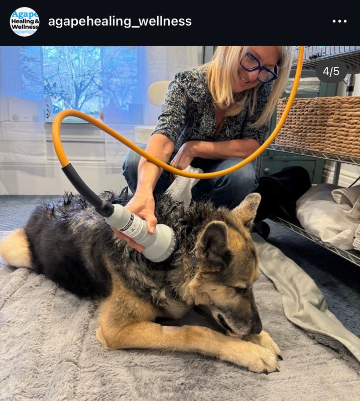 Home [cellsonic-veterinary.com]